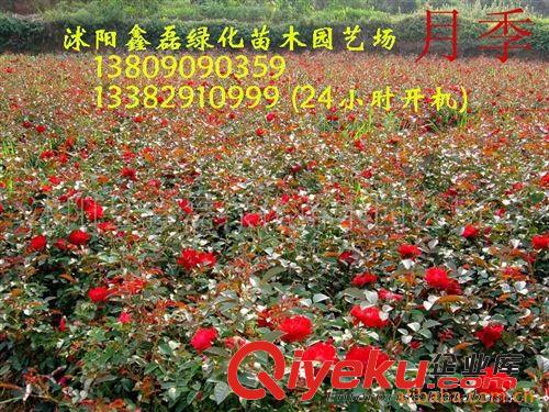 鑫磊苗圃-冬青球、黃楊球、灑金柏、紫荊等苗木-花木