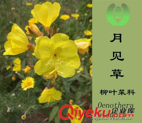 專業(yè)供應甜高粱種子 含糖量高 優(yōu)質牧草 營養(yǎng)價值高 進口甜高粱