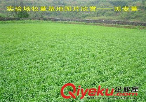 批發(fā)早熟禾種子、高羊茅、黑麥草種子 四季青草坪系列