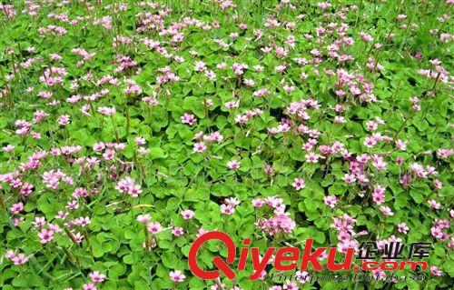 供應(yīng)各種優(yōu)質(zhì)牧草草坪草種子黑麥草、白三葉、狗牙根原始圖片2