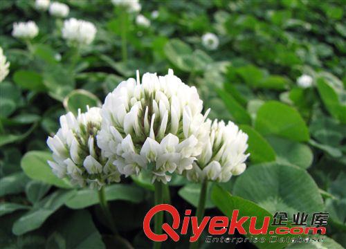 供應(yīng)各種優(yōu)質(zhì)牧草草坪草種子黑麥草、白三葉、狗牙根原始圖片3