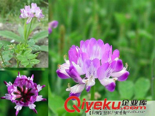 供應(yīng)各種優(yōu)質(zhì)牧草草坪草種子黑麥草、白三葉、狗牙根