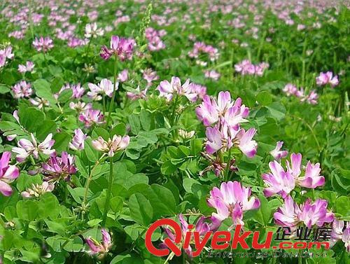 批發(fā)供應(yīng)優(yōu)質(zhì)【紫云英種子】又名紅花草種子 當(dāng)年新采原始圖片3