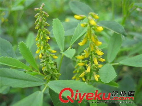 批發(fā)供應(yīng)優(yōu)質(zhì)【紫云英種子】又名紅花草種子 當(dāng)年新采