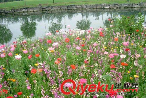 南方別墅野花組合，北方耐寒野花組合，山體護(hù)坡梅花野花組合