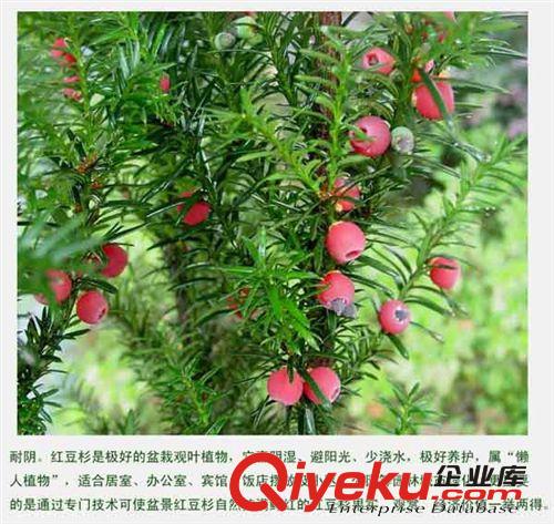 批發紅豆杉種子、南方紅豆杉、南方紅豆杉種子、紅豆杉種子價格