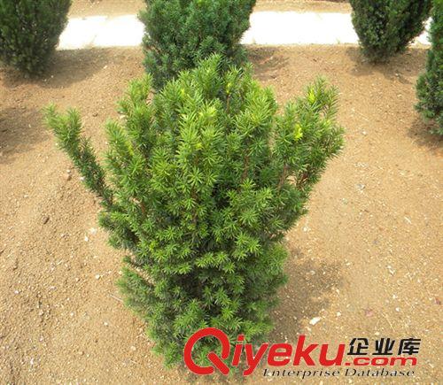 供應珍稀ka植物樹種 曼地亞紅豆杉種子 品質保證 假一賠十原始圖片2