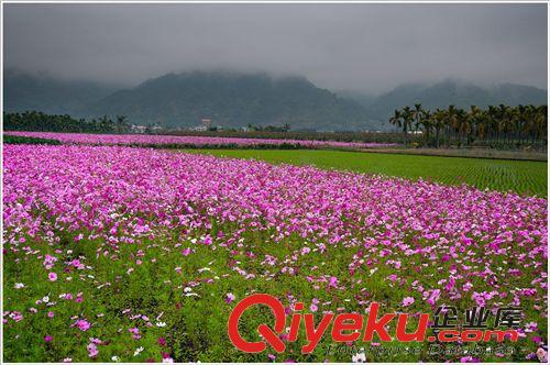 常年批發(fā) 波斯菊、秋英、秋櫻種子 矢車菊 金盞菊 金雞菊