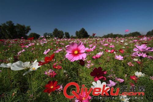 常年批發(fā) 波斯菊、秋英、秋櫻種子 矢車菊 金盞菊 金雞菊