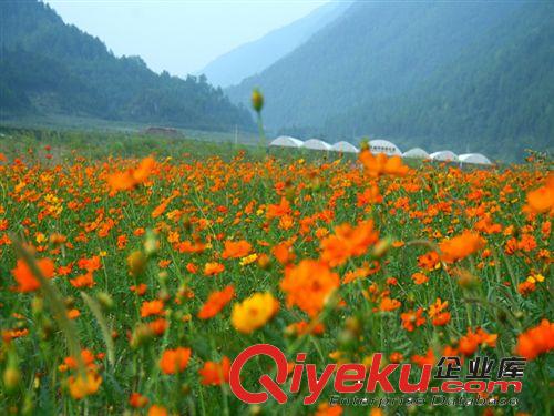 供應(yīng)：花草植物種子、花卉花籽、硫華菊種子、黃秋英 黃花波斯菊