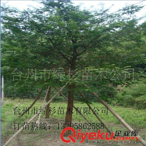 想驅(qū)蚊要種綠杉牌jx新型驅(qū)蚊樹(shù)