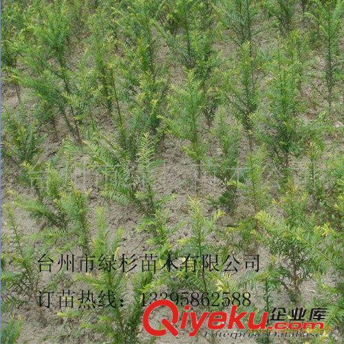 居家要好空氣就放，南方紅豆杉盆景，盆景原始圖片3