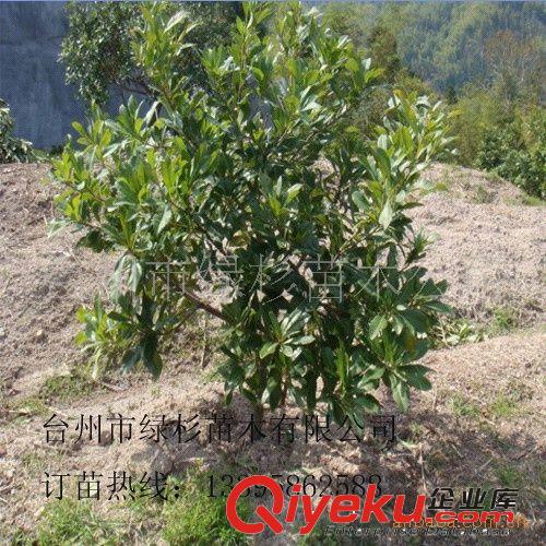別墅園林綠化苗木南方紅豆杉