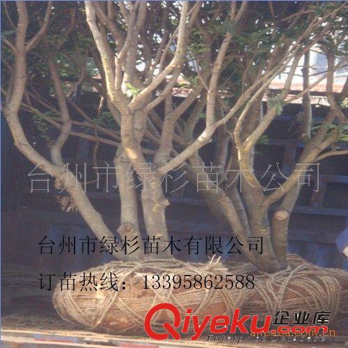 楊梅苗、楊梅樹、東魁楊梅樹、紅豆杉園林工程山莊苗木