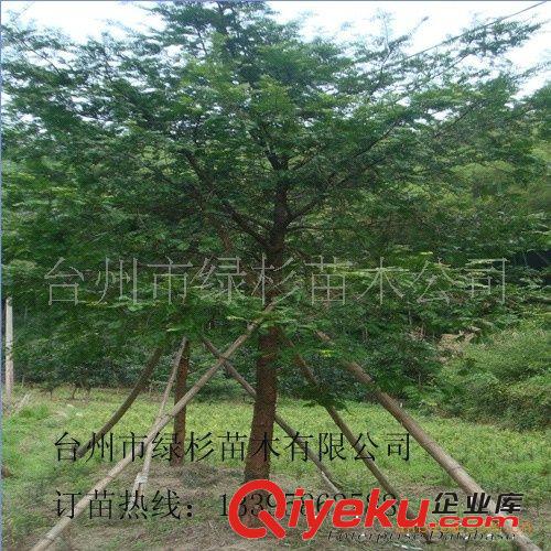園林綠化苗木喬木大樹，就種綠杉牌東魁楊梅樹及其它綠化樹原始圖片2