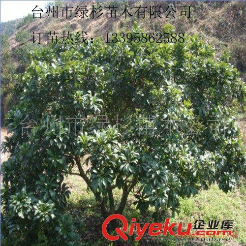園林綠化苗木喬木大樹，就種綠杉牌東魁楊梅樹及其它綠化樹原始圖片3