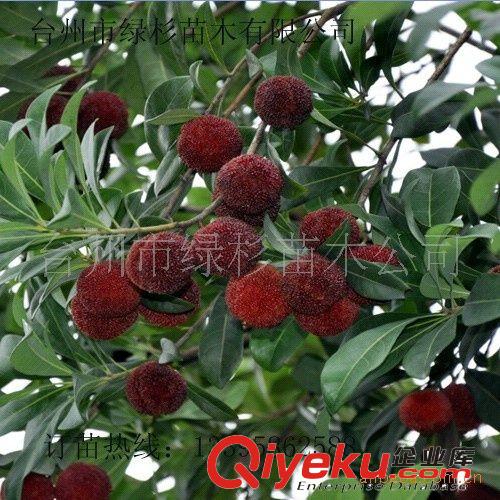 園林綠化苗木喬木大樹，就種綠杉牌東魁楊梅樹及其它綠化樹