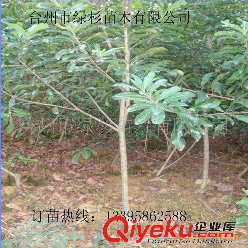 要健康又有回報(bào)就種南方紅豆杉、紅豆杉、別墅紅豆杉
