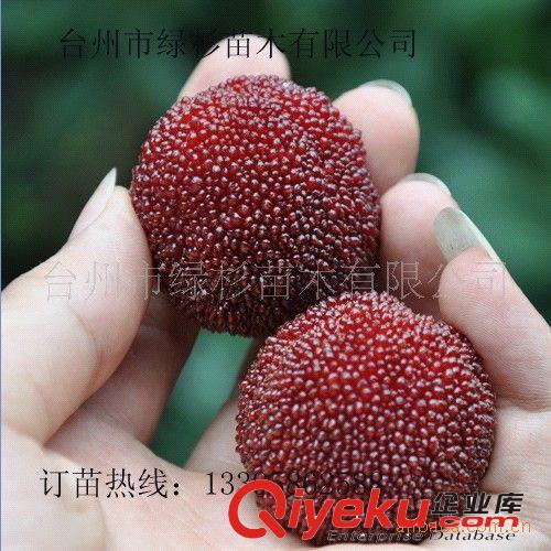 好水果高回報就種綠杉牌東魁楊梅苗、黑碳楊梅苗、營養(yǎng)袋楊梅苗原始圖片2