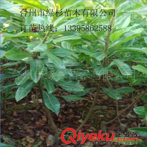好水果高回報就種綠杉牌東魁楊梅苗、黑碳楊梅苗、營養(yǎng)袋楊梅苗原始圖片3