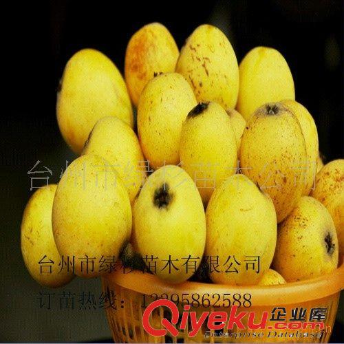 想吃zz{zj0}白沙枇杷鮮果就買綠杉牌白沙枇杷、原始圖片2