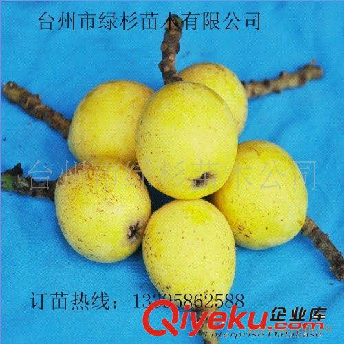 想吃zz{zj0}白沙枇杷鮮果就買綠杉牌白沙枇杷、原始圖片3