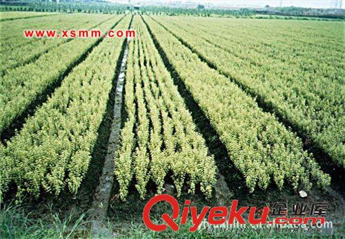 紅帽子月季、迎春蕭山苗木新街盈中園林苗圃優(yōu)惠供應(yīng)