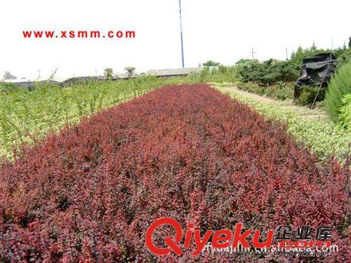 醉魚草、紅花繼木蕭山苗木新街盈中園林苗圃大量優(yōu)惠供應