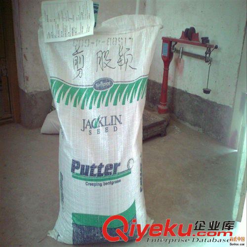 各種進口草坪 草籽 早熟禾 高羊茅 翦股穎 種子 質量保證原始圖片2