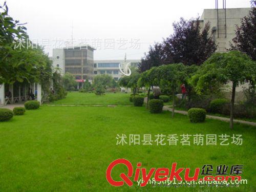 各種進口草坪 草籽 早熟禾 高羊茅 翦股穎 種子 質量保證原始圖片3