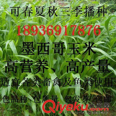 墨西哥玉米草優(yōu)12 牧草種子批發(fā) 養(yǎng)羊牧草種子 墨西哥玉米草種子