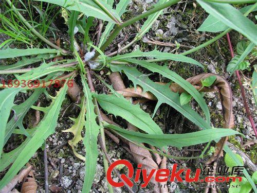 牧草種子 多年生黑麥草種子 墨西哥玉米草 菊苣 高丹草 紫花苜蓿