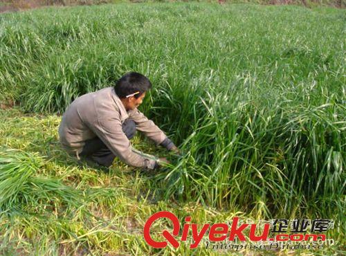 進(jìn)口牧草種子黑麥草 冬牧70黑麥 出芽率98% 適口性好 營(yíng)養(yǎng)豐富