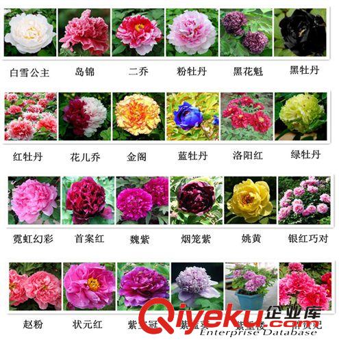 盆栽花卉牡丹種子 國花牡丹 花中{zw} 盆栽牡丹花苗 多年生品種多