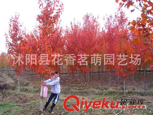 花香茗萌tj美國紅楓 改良紅楓苗 300萬株 歡迎訂購