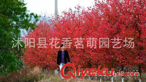 花香茗萌tj美國紅楓 改良紅楓苗 300萬株 歡迎訂購