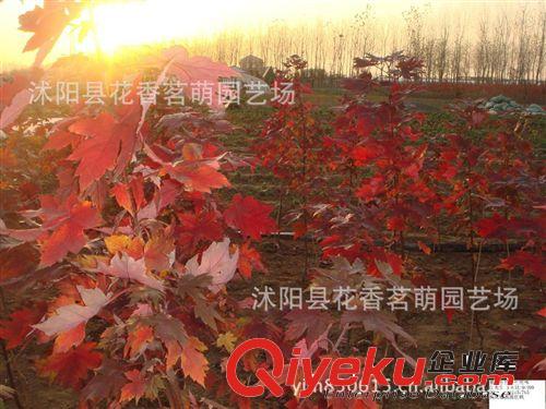 供應(yīng)籽播 紅楓小苗 美國紅楓小苗 成活率高 生長快 基地直銷