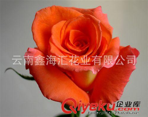 供應(yīng)玫瑰鮮切花種苗 專(zhuān)利品種 艾麗玫瑰苗