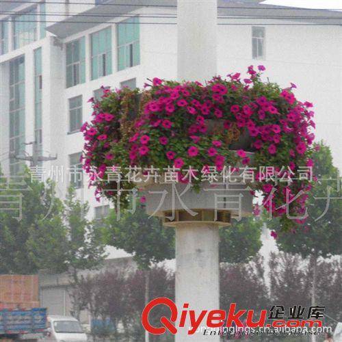 出售立體花盆 13853644105原始圖片2