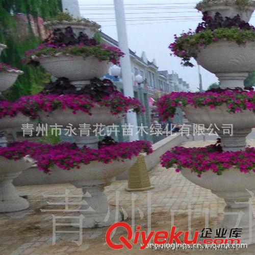 廠家 供應 花卉器皿13853644105原始圖片2