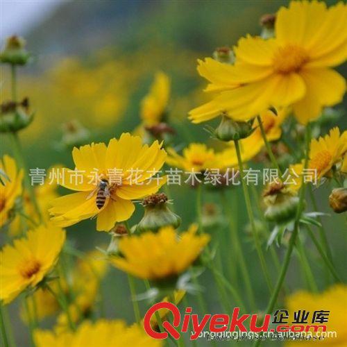 常年出售假龍頭.金雞菊.黑心菊13853644105