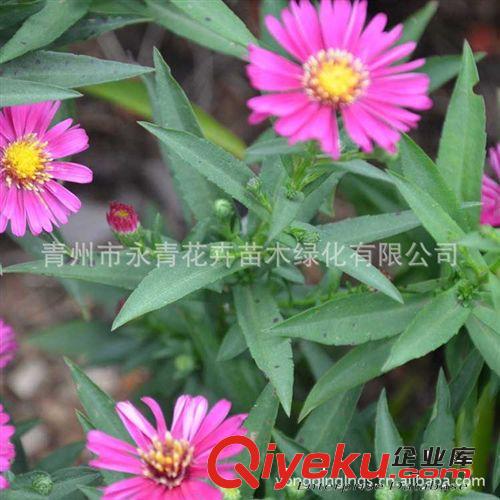 廠家出售  大量供應 荷蘭菊  【圖】13853644105