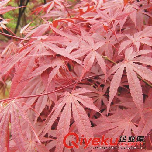 直銷紅楓小苗  北美紅楓 現(xiàn)貨充足 園林綠化苗木