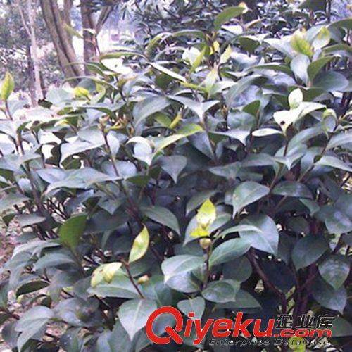 直銷紅楓小苗  北美紅楓 現貨充足 園林綠化苗木