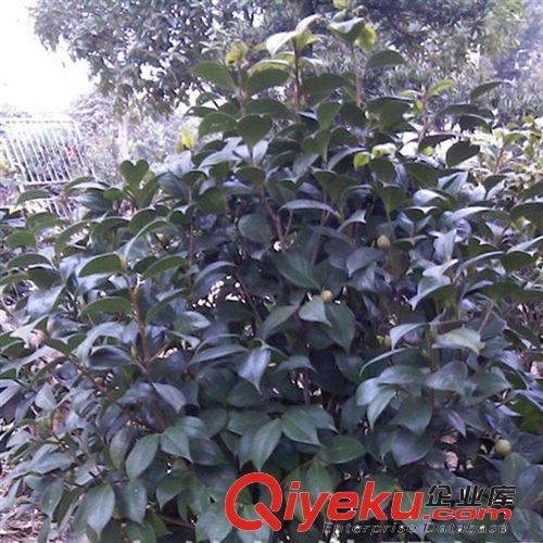 【珂宇】供應(yīng)工程苗木茶花  綠化小苗 當(dāng)年開(kāi)花 各種規(guī)格原始圖片2