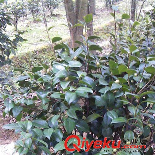 【珂宇】供應(yīng)工程苗木茶花  綠化小苗 當(dāng)年開(kāi)花 各種規(guī)格原始圖片3