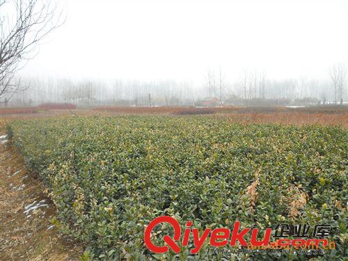 苗圃供應(yīng)金葉猶金山繡線菊、金焰繡線菊