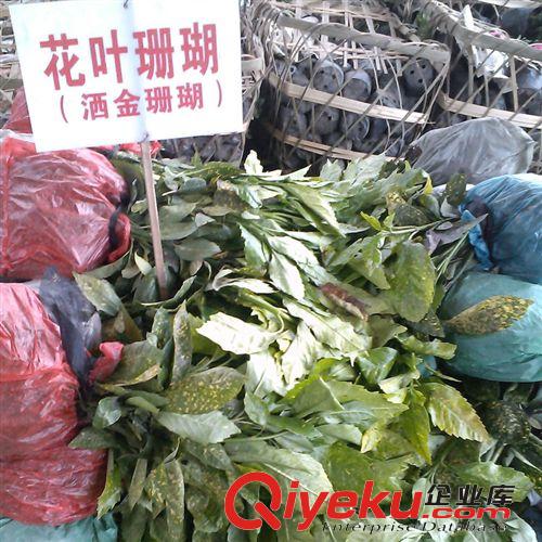 出售綠化苗木 灌木類【茶梅】茶梅花 規(guī)格齊全 量大優(yōu)惠