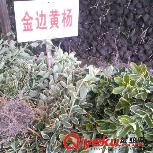 供應(yīng)綠化苗木 大葉梔子 梔子花 梔子 黃梔子