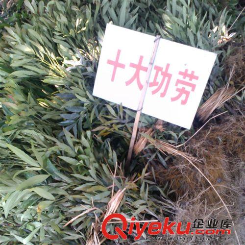 供應(yīng)綠化苗木 金邊黃楊 金邊黃楊球 金邊黃楊小苗